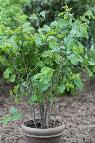 hasselnødder__wunder_von_bollweiler__corylus_avellana__frugtbusk__