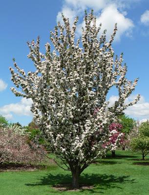 paradisæble__hvid_candle__blomstrende__malus_white_crabapple__haveplanter__allétræer__læhegn___