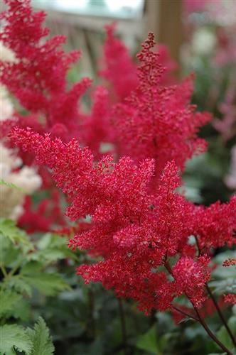 astilbe__montgomery_