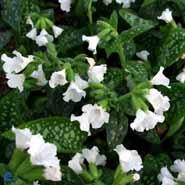 hvidplettet_lungeurt__pulmonaria__officinalis__sissinghurst_white_