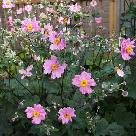 anemone__hybrida__serenade_