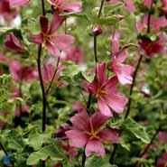 mamelukærme__purpurlilla_blomster__lavatera__burgundy_wine_