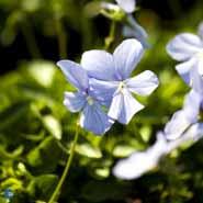 hornviol__lys_lilla_blomster__viola__cornuta__boughton_blue_