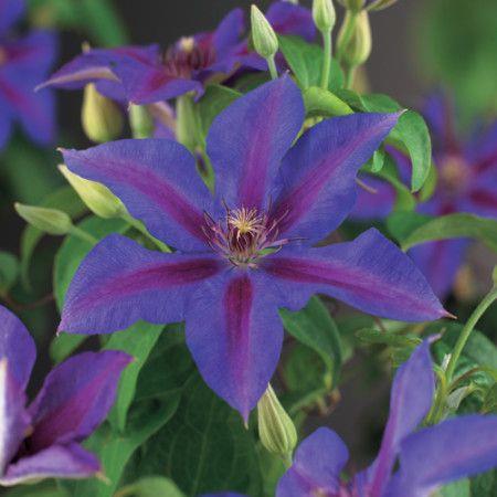 clematis__mrs__n__thompson__leveres_med_potte__mp-34_