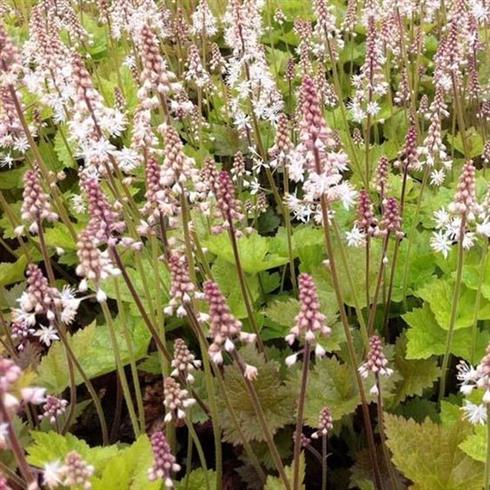 skumblomst__tiarella_tiger_stripe