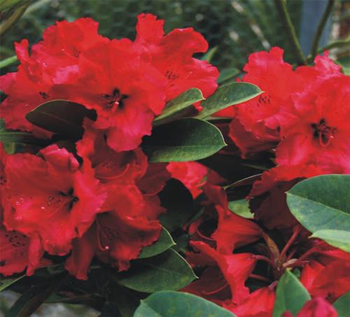 rhododendron__red_jack__rød__3040_cm_med_potte__mp-35_