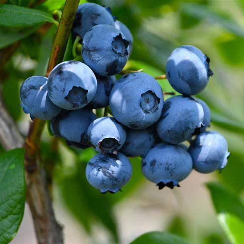 blåbær__toro__leveres_i_potte__frugtbusk__mellemstore_blåsorte_bær_med_mørkt_kød__modnes_når_de_er_7-8_måneder__mp-34__vaccinium_corymbosum__