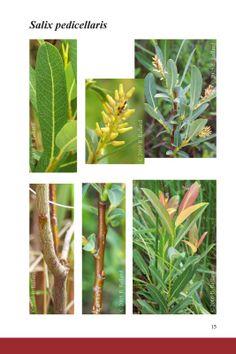 pil__flodpil__salix_candida__