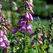 fingerbøl__digitalis__purpurea_