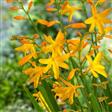 Montbretia Stauder