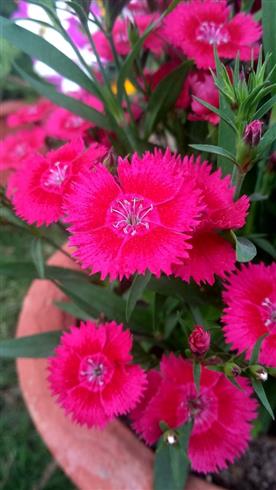 pudenellike__dianthus_gratianopolitanus_rotkppchen