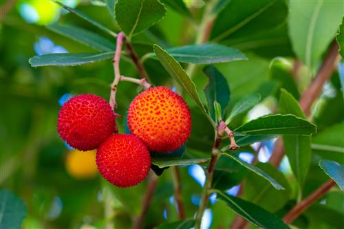 jordbærtræ__cobra__arbutus__unedo_