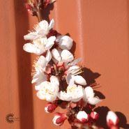 abrikos__orangered__prunus_armeniaca__