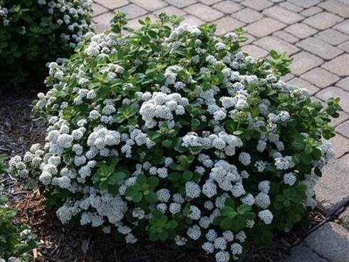 spiræa__betulifolia_tor__2040_cm_med_p9_potte__spiraea__