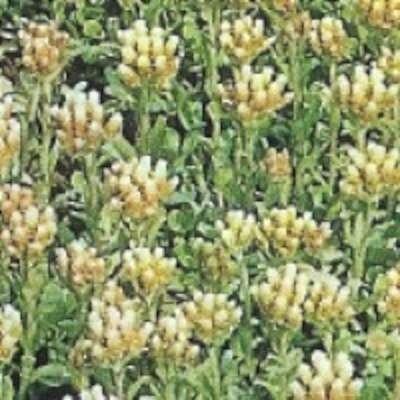 kattefod__antennaria__dioica_var__borealis_
