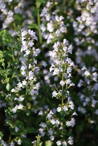 bjergmyntehedemynte__calamintha__nepeta_