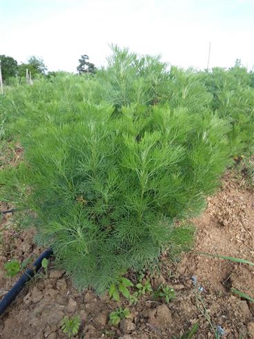 sø-armegrøn__kolaurt__artemisia_abrotanum_var__maritima_