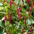 Urt - Persicaria Stauder