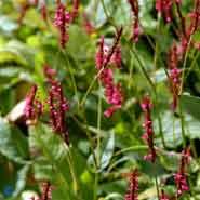 kerte-pileurt__persicaria__amplexicaulis__