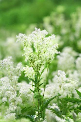 mjødurt__filipendula_ulmaria