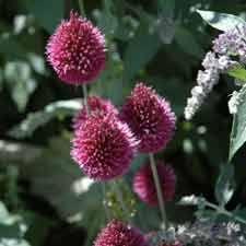 sommerfuglebusk__african_queen__mørkviolet__buddleja_davidii_