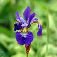 iris__blå_blomster__sibirisk_iris__sibirica__blue_king_