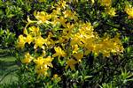 Azalea