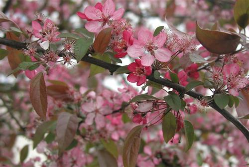 paradisæble__coccinella__malus__haveplanter_