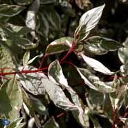 kornel__brogbladet__cornus_alba_elegantissima_