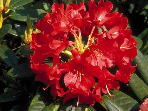 rhododendron__orangerød__4050_cm_med_potte_eller_klump__hybrid__abendsonne__