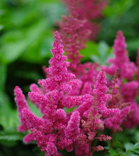 astilbe_köln_