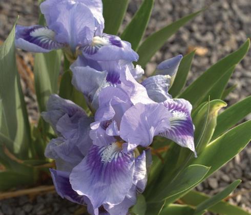 iris_pumila_blue_denim