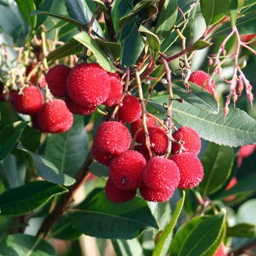 jordbærtræ__walter__arbutus__unedo_