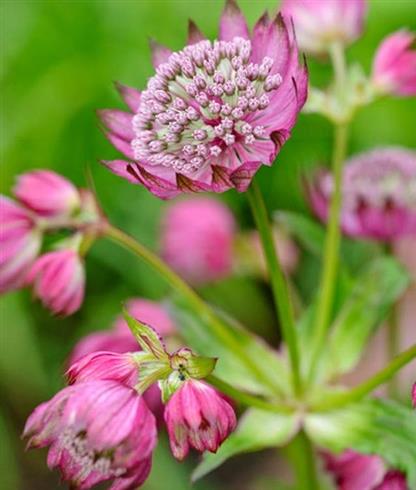 stjerneskærm__astrantia_major_ruby_cloud