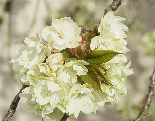 japansk_kirsebær__ukon__prunus_serrulata__