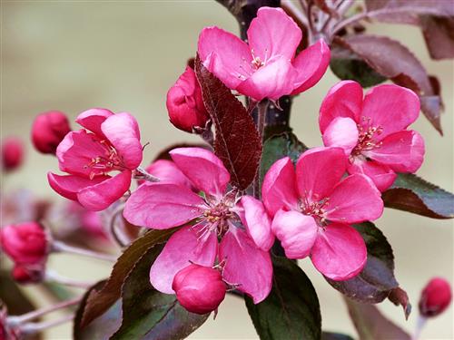 paradisæble__nicoline__malus__haveplanter__