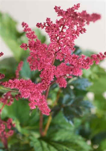 astilbe_a_glut