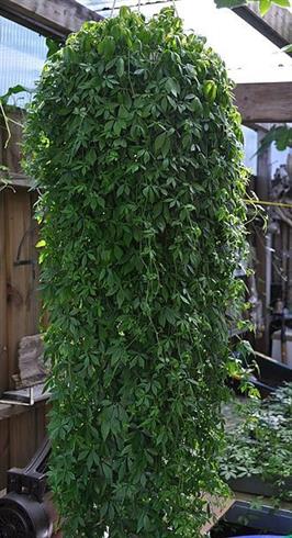 te__grøn__jiaogulan__gynostemma_pentaphyllum_