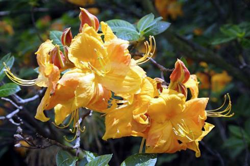 rhododendron__gul__4050_cm_med_potte_eller_klump__luteum__klondyke__