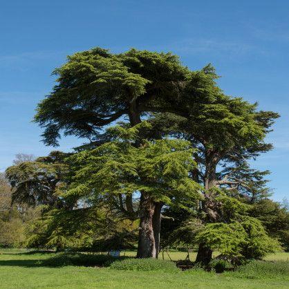 libanon_ceder__cedrus_libani_