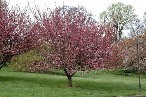 japansk_kirsebær__royal_burgundy__prunus_serrulata_royal_burgundy__vaseformet__haveplanter_allétræer