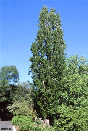 poppel__søjle__populus_nigra_italica__allétræer_haveplanter_