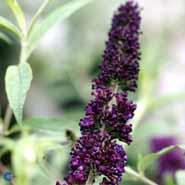 sommerfuglebusk__black_knight__2050_cm__med_p9_potte__buddleja_davidii_