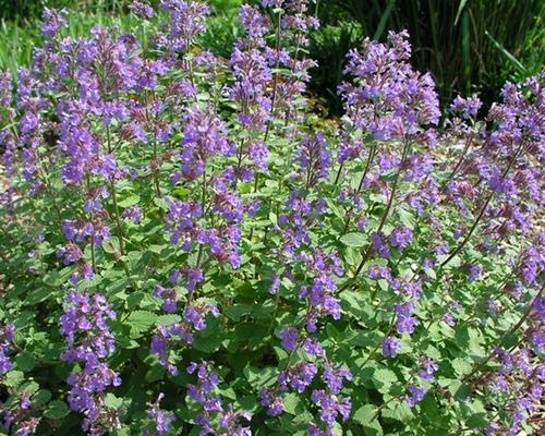 katteurt-blåkant__nepeta_racemosa_blue_wonder