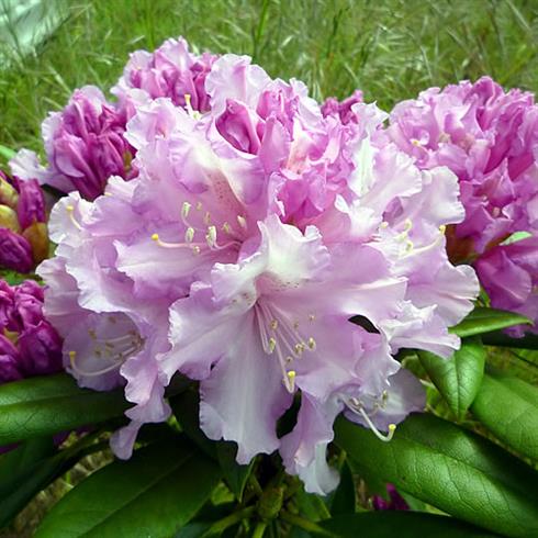 rhododendron__mørkrosa__3040_cm_med_potte_eller_klump__yakushimanum_caroline_allbrook__