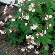 storrodet_storkenæb__små_hvide_blomster__geranium__macrorrhizum__spessart_