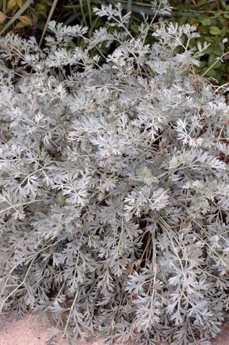 fransk_estragon__artemisia__abisinthium__lambrook_silver_