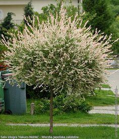 pil__toppodet_pil__brogede_blade__salix_integra_hakuro_nishiki_pendula__haveplanter__