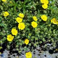 potentil__gule_blomster__potentilla__aurea_