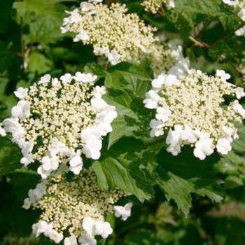 snebolle__nanum__hvid__2030_cm__leveres_barrodet__viburnum_opulus__